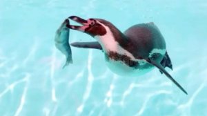 Пингвин. Про животных