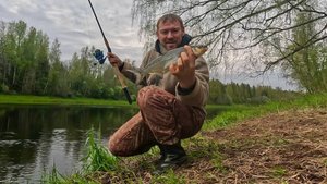 Весенняя СЫРТЬ на реке Луга, рыба продолжает свой ход