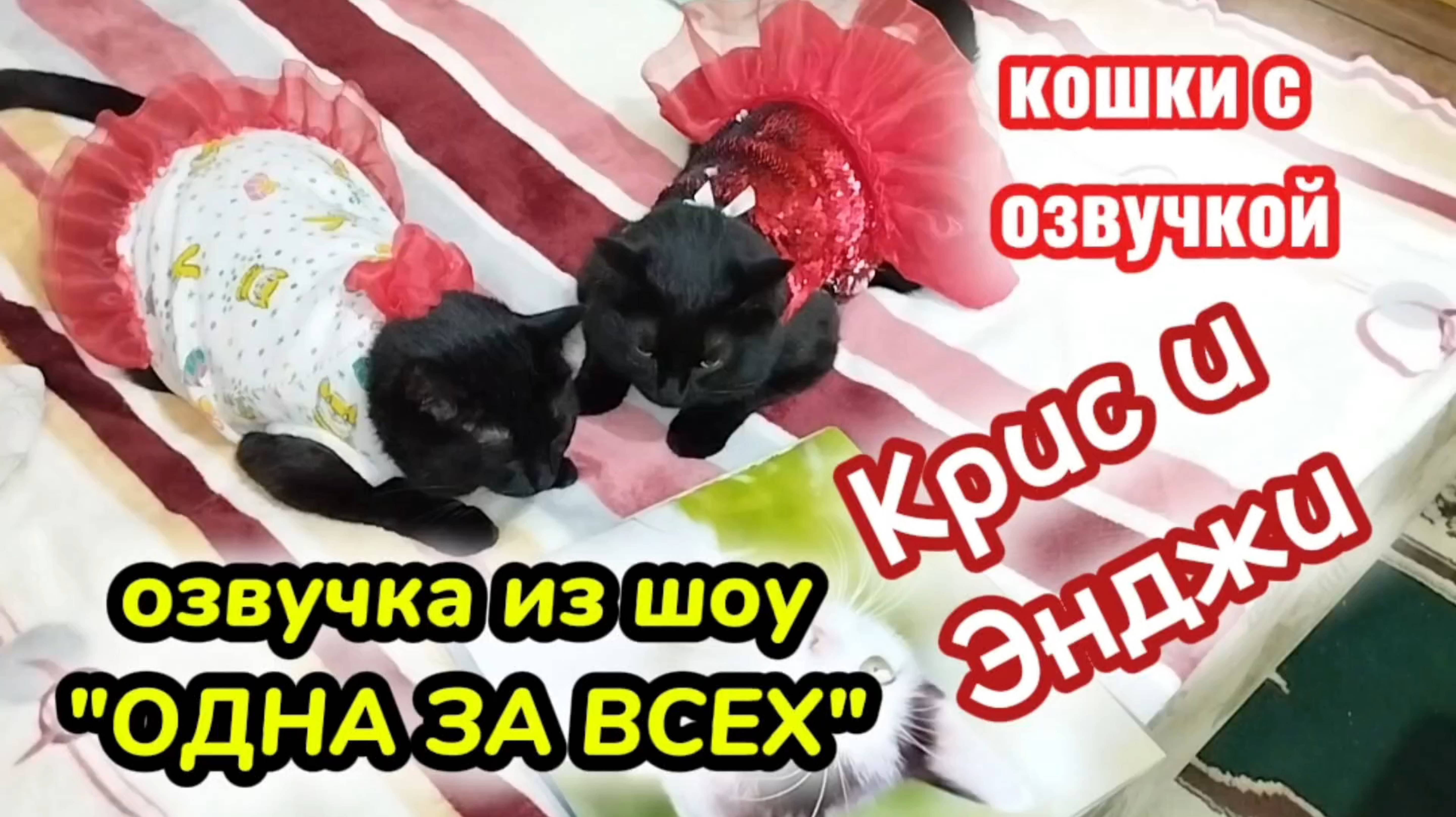 Кошки с озвучкой. Крис и Энджи из шоу "Одна за всех"