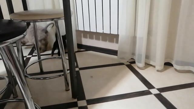 Прощайте занавески 😄 #кошатники #кот #кошка #catlovers #cat #c