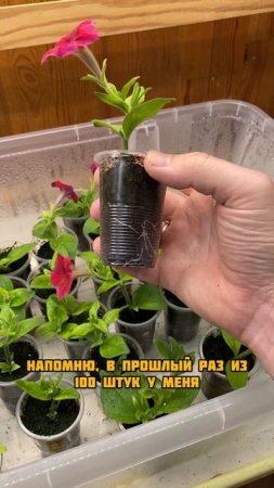 Научился черенковать петунии
