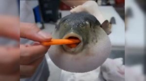 ТРЕШ ОБЗОР короткометражку Другая сторона коробки