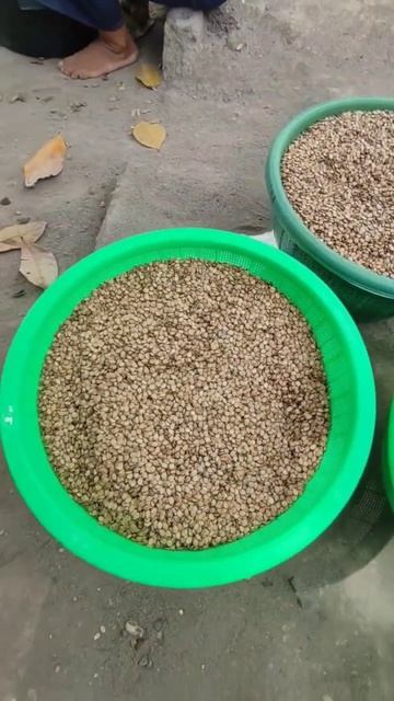 Семена арбуза 🍉🌱💥 смотреть онлайн