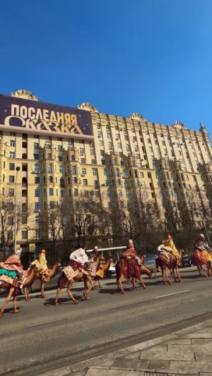 Настоящий караван верблюдов в Москве!
