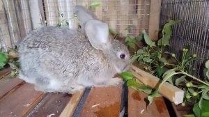 ура!!! переезд кроликов в новые клетки./ кормушки и поилки своими руками