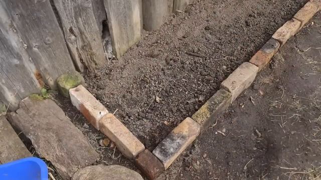 Сажаю виноград Из Англии в Россию Обустраеваемся в деревне