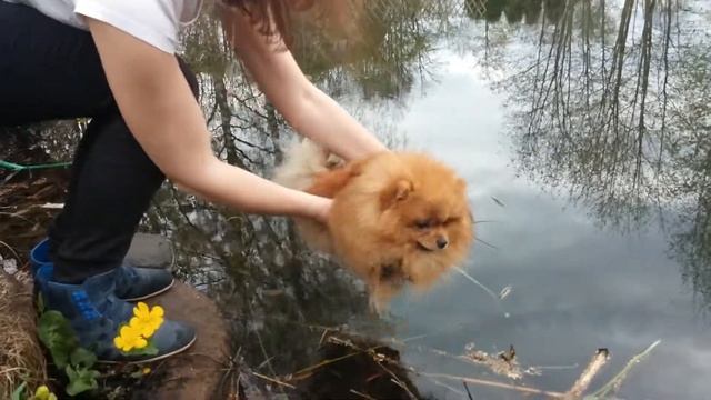 Первый заплыв Персика