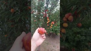 Нектарин или слива???Шарафуга))