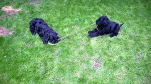 купить щенка Русского Черного Терьера www.adam-brt.ru