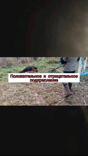 Про дрессировку овчарки и положительное подкрепление! #дрессировкасобаки #овчарка