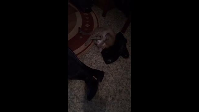 Кошка обожает сапоги) мило, няшка, лапочка) кошечка) смотреть онлайн