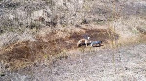 Твоя любовь