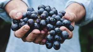 Виноград: удивительные факты, о которых вы не знали!