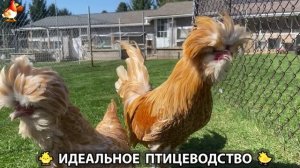 Идеальное птицеводство достойно восхищения 🐓🦆🦢🦚🦃🐔 эпизод (221)