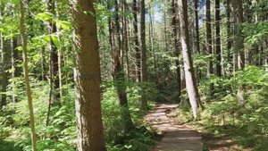 Комарово (Питер) - шикарная Эко-тропа!