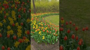 Тюльпаны, тюльпаны... Море тюльпанов.