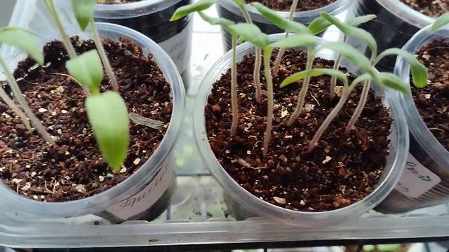 Сею томаты для открытого грунта.. Рассада на 17.03.2025 смотреть онлайн