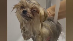 ПРИКОЛЫ С ЖИВОТНЫМИ ДО СЛЕЗ  Смешные КОТЫ Приколы с КОТАМИ