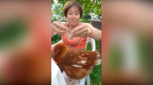 Ручные дачные куры - это вам не кошки...