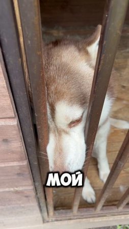 Сонный хаски - соскучился #shorts #husky #хаски #собака