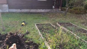 Как быстро убрать пень дерева на участке