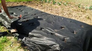 🍓Как вырастить землянику из семян от посева до сбора урожая. Огромные кусты земляники садовой!🍓