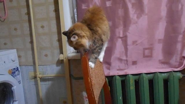 Кошка Подушка - эквилибристка!