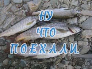 Зимняя рыбалка. 
#Ленок #Таймень