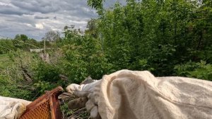 2025-05-19 Пчёлы. Карника. 9 дней с момента приобретения пчелопакета. Расширение гнезда