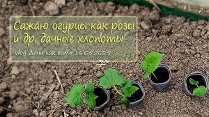 Как сажаю огурцы в тяжелый грунт. Очередная грядка и цветник /  vlog Дача как есть 16.05.2025
