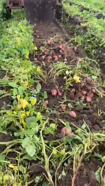 Самодельная однорядная картофелекопалка МТЗ 82.1/Homemade смотреть онлайн