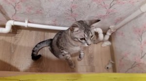 Стойкая стойка кота.Cat stand.