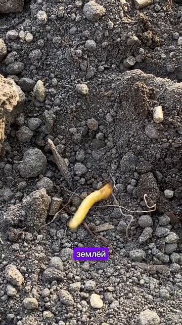 #дача #сад #огород #рассада #теплица #патиссоны #тыква 64 смотреть онлайн