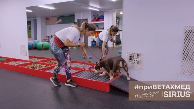Фитнес для щенков // #приВЕТАХМЕД смотреть онлайн