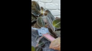 Эписции Шоколадный велюр