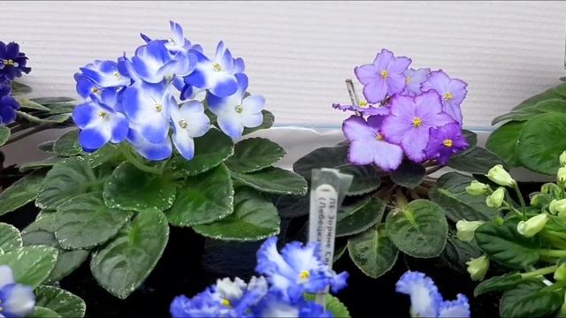 Цветущие мини сенполии в ноябре обзор полки