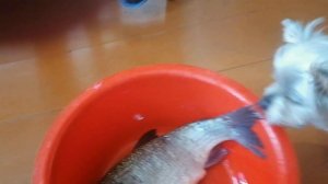 Началась деревенская жизнь домашних питомцев