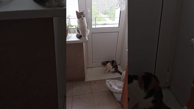 Мы верим твёрдо в героев спорта. Муслим Магомаев. смотреть онлайн