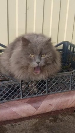 котик поёт