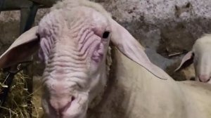 Порода овец Мериноландшаф от одного из лучших заводчи