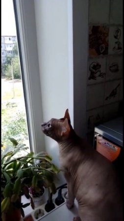 Лающий кот