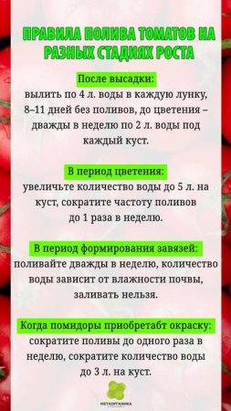 Правила полива томатов на разных стадиях роста