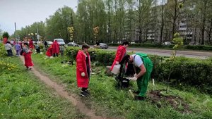 Клены в Южном Парке