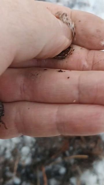 Откопал кучу монет с xp orx зимой в лесу!!! #коп #клад #мета? смотреть онлайн