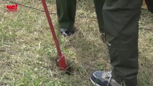 посадка леса