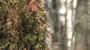 Дождливая и прохладная погода установилась в Вологодской области