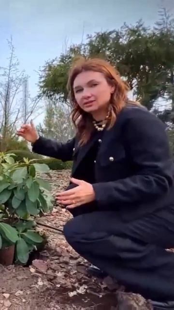 Посадка рододендронів. #рододендрон #shorts  #garden