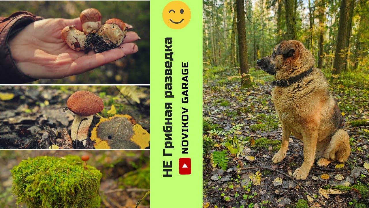 Грибная разведка 05 октября 2024. Всеволожский район. смотреть онлайн