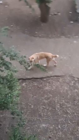 Бегающий алабай