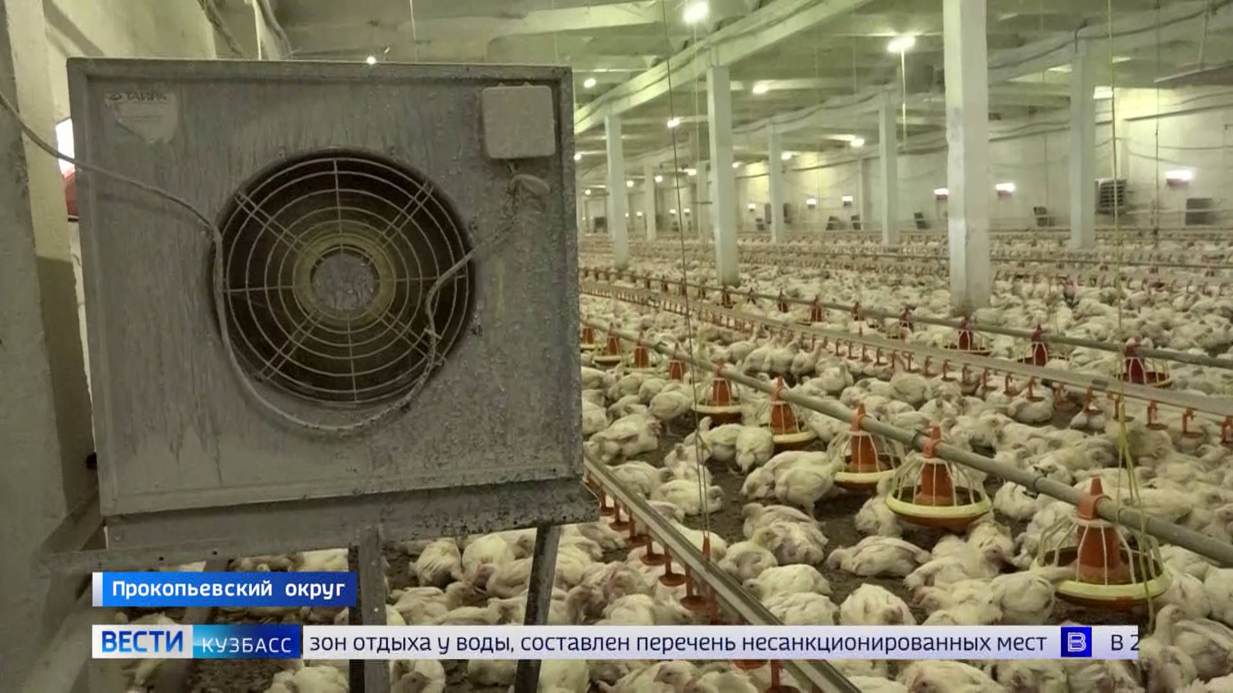 Мысковская птицефабрика присоединилась к федеральному проекту «Производительность труда»